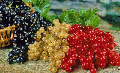 Currants