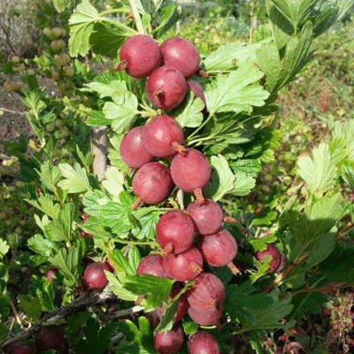 Gooseberries