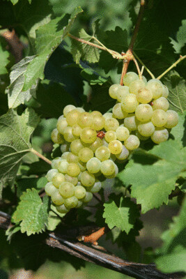 Grapes