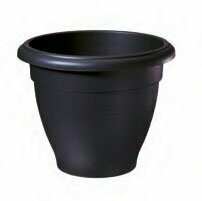 KET Plt Palladian, Colour: Black, Size: 50cm Pot