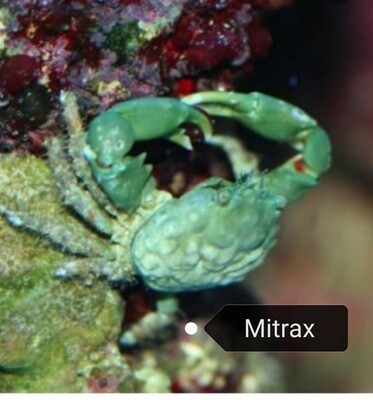 Mitrax