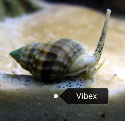 Vibex