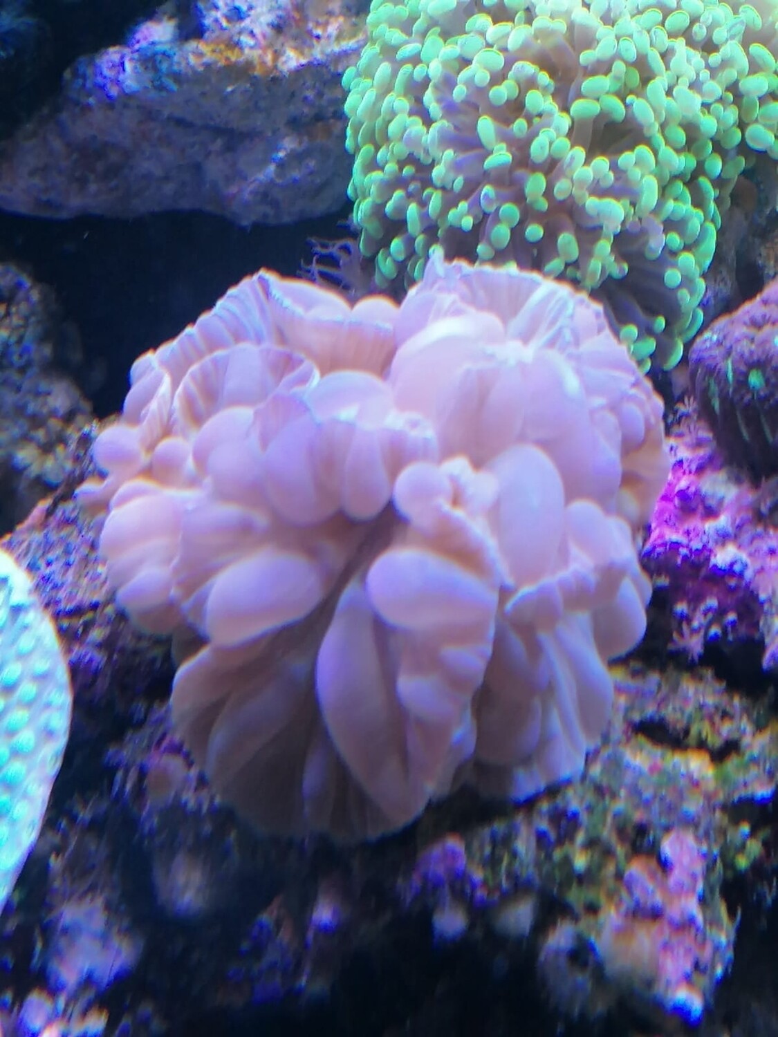 Fox koraal
