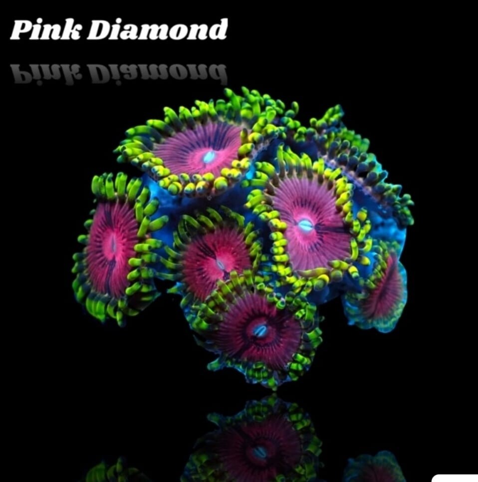 Zoanthus Pink Diamond 