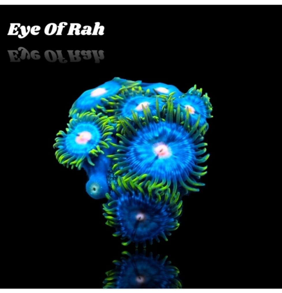Zoanthus eye of Rah