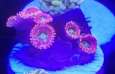 zoa