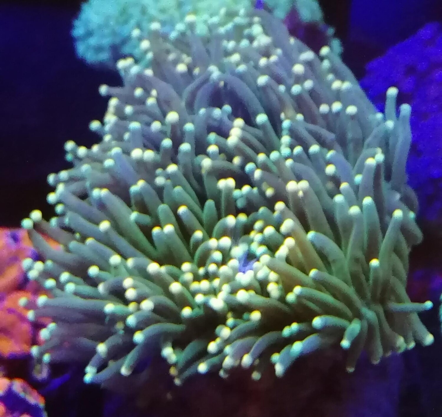 euphillia glabrescens tod 4 heads