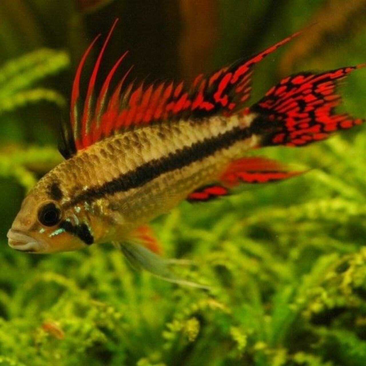 Apistogramma Cacatuoides double red