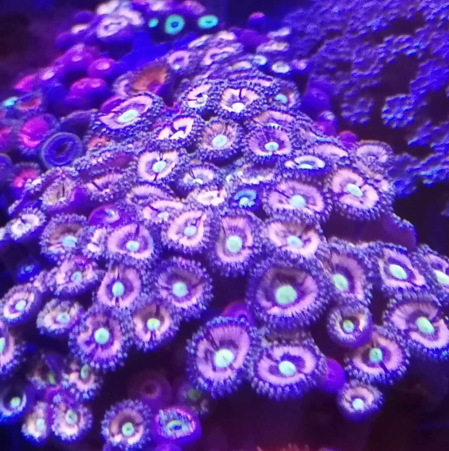 zoa lord off the ring