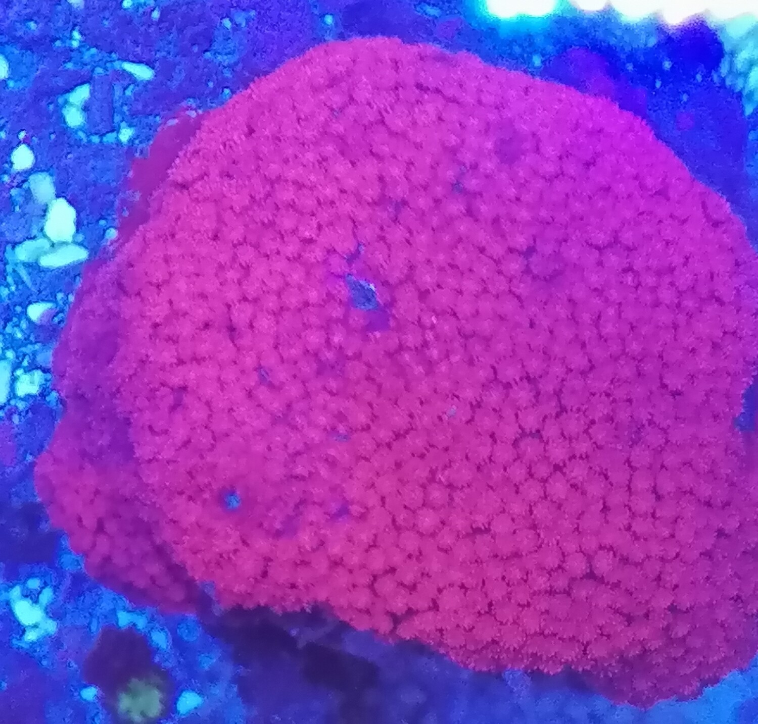 goniopora full red short poliep
