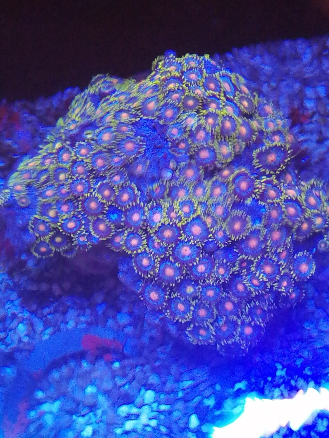 Zoa maat large (Kenia)