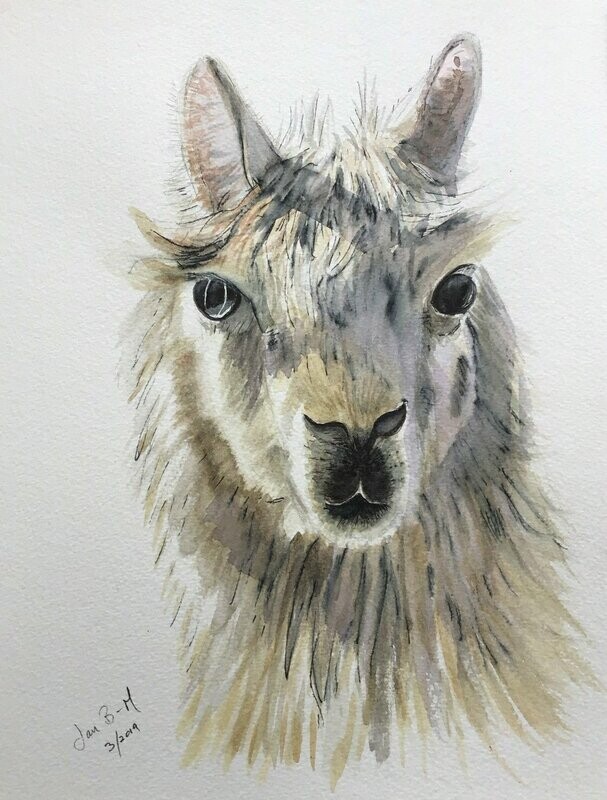 Blank cards  £2.50  3 for £7   5 x 7 "