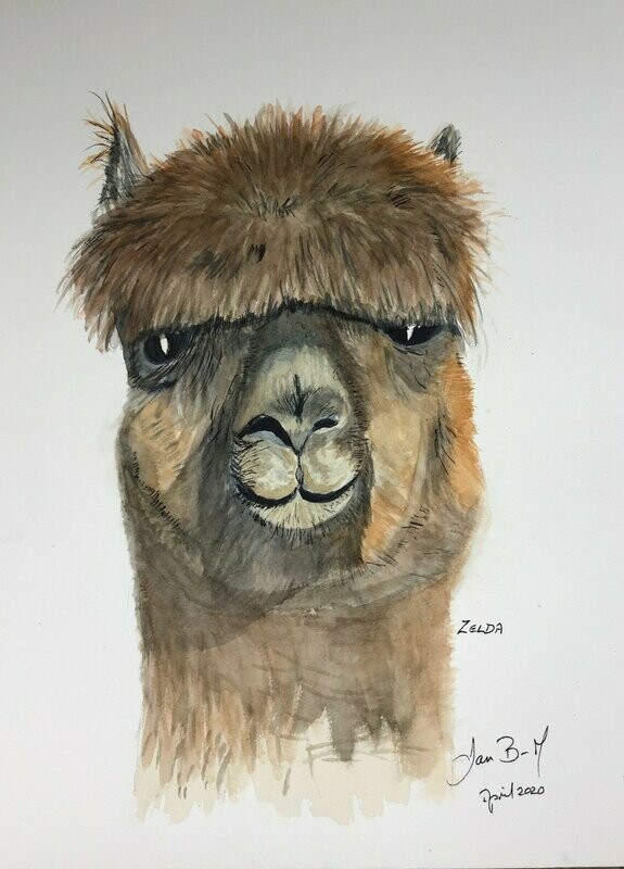 Zelda  A4 framed original watercolour