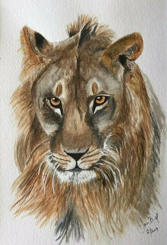 Lion