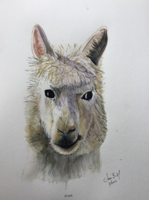 Alpacas