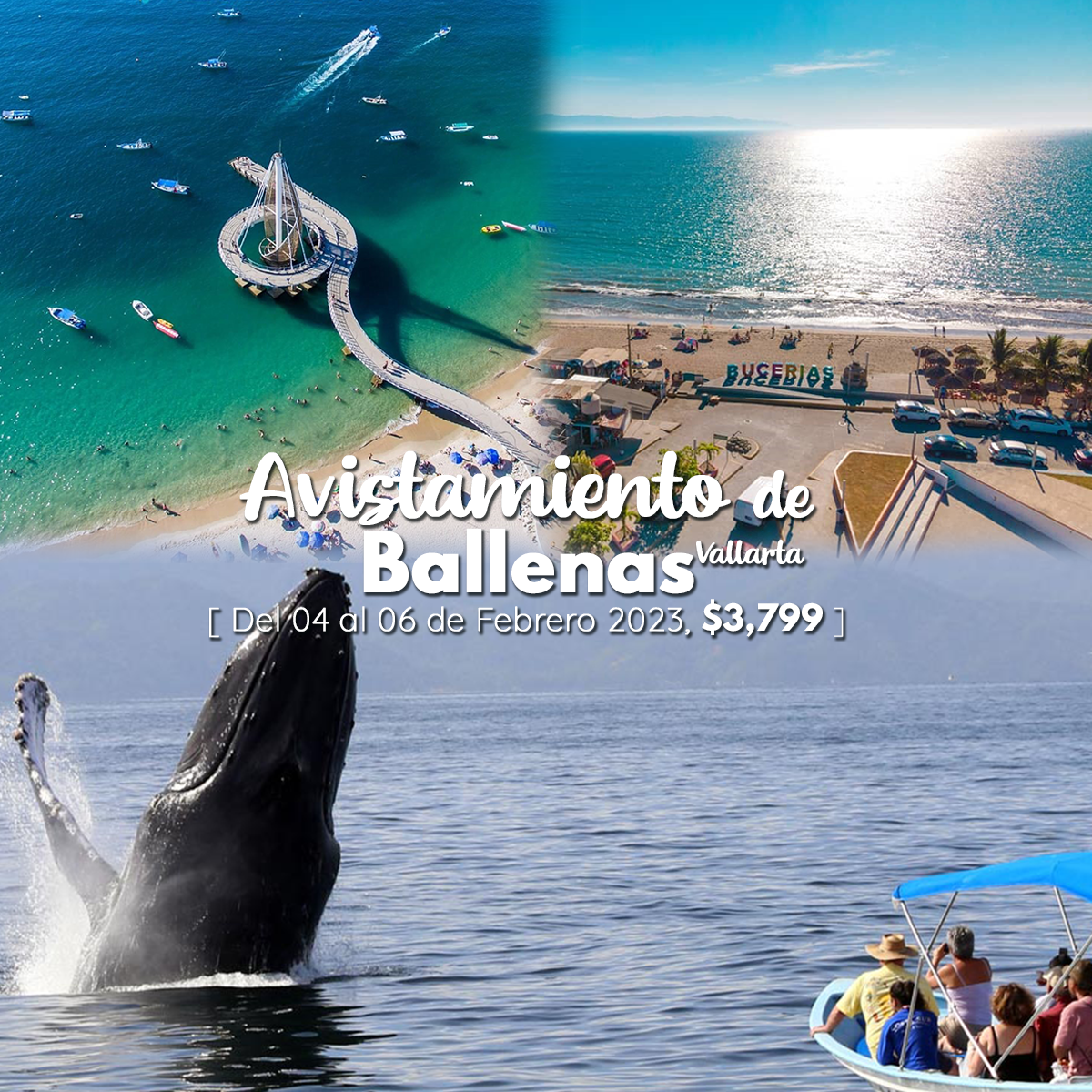 AVISTAMIENTO DE BALLENAS
