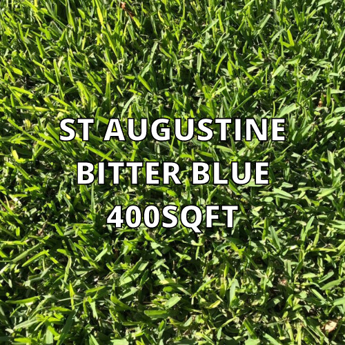 St Augustine Bitter Blue 400sqft