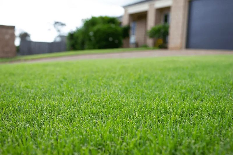 Tif Tuf Bermuda Sod 400sqft