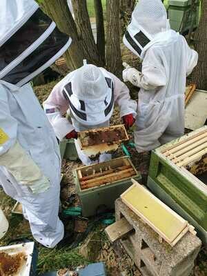Beekeeping Experience Half Day