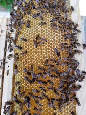 Nuc Of Bees Spring 2022