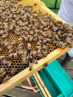 Beekeeping Supplies