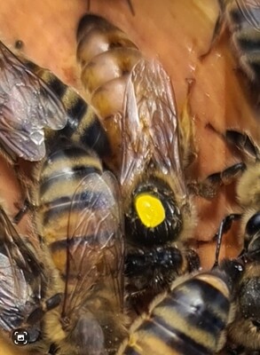 Buckfast Queen Bees For Sale
