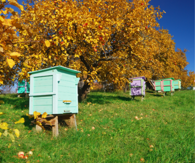 Adopt a Hive