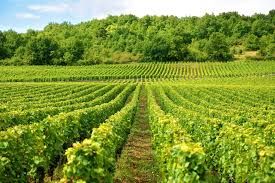 6:00pm All About Bordeaux Class (December 10th)