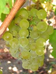 July 15th (5:45pm) Wine Class: Sauvignon Blancs