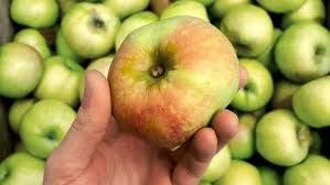 October 21 (5:45pm) Wine Class; Cider