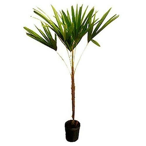 Palmeira Ráfia