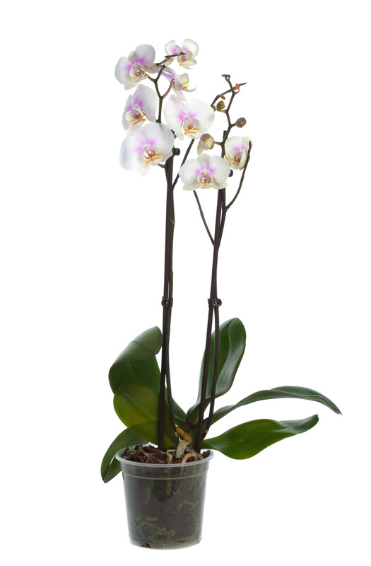 Orquídea