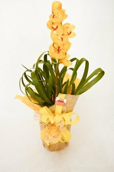 Orquídea Cymbidium