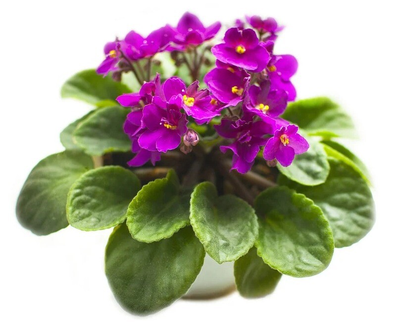 Violeta
