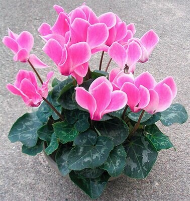 Cyclamen