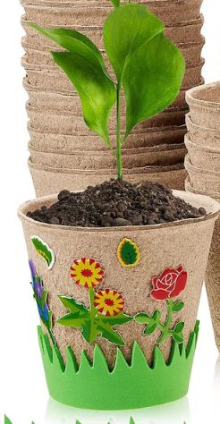 Story &amp; Craft Workshop 6/30 - 10:30am - Seed Planting