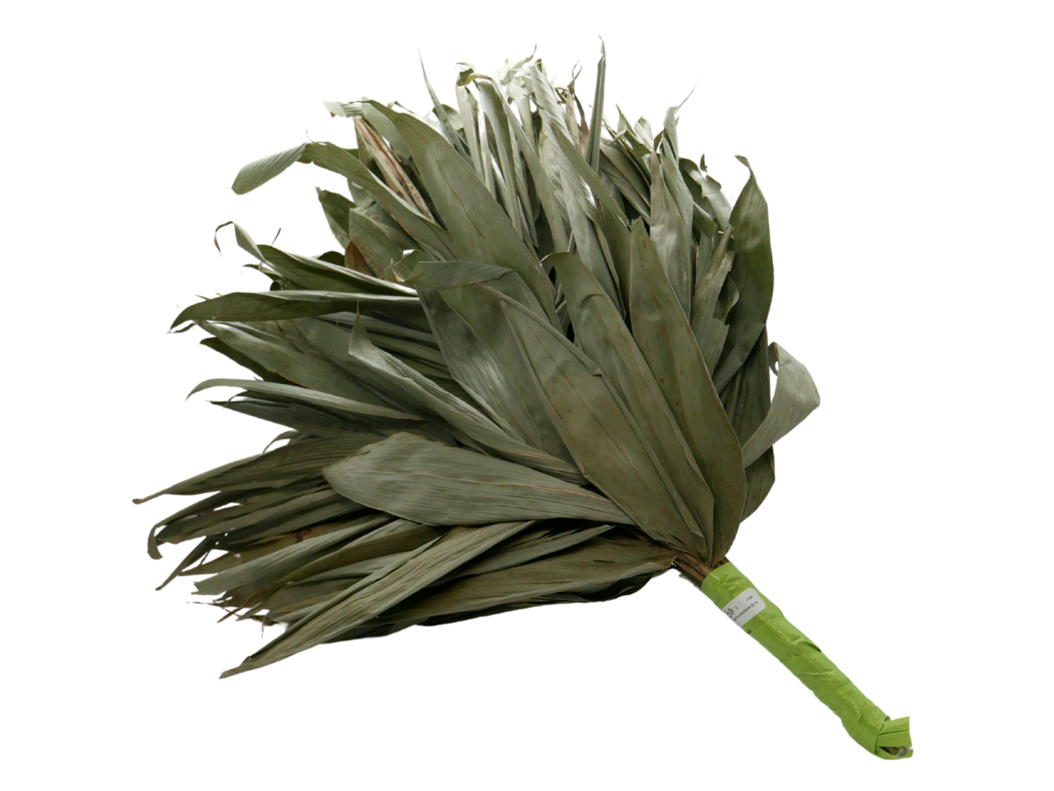 Chakapa Chakapa