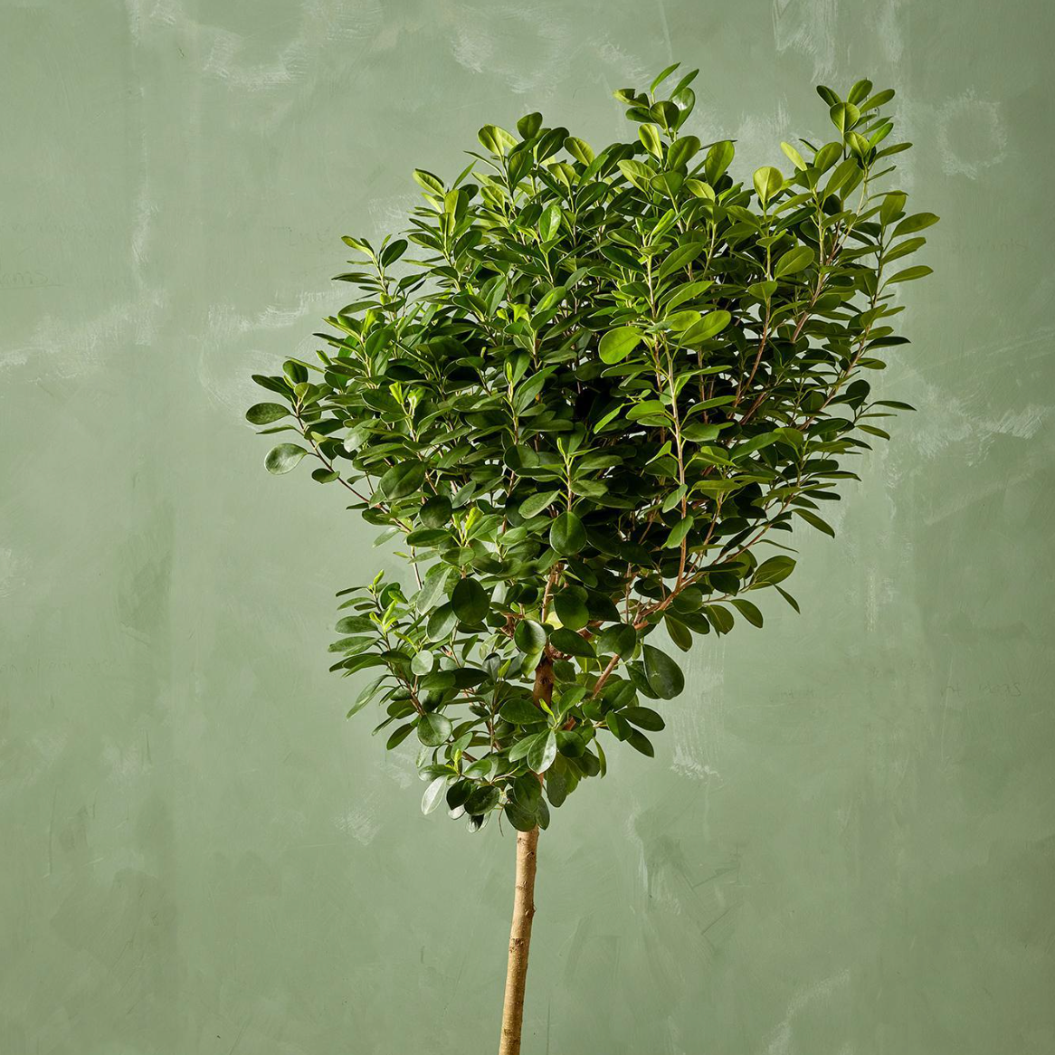 14&quot; Ficus Daniella w/ Pot - No Saucer