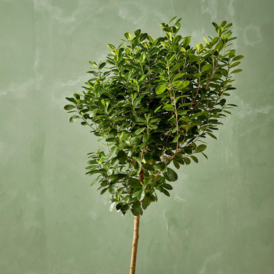 14&quot; Ficus Daniella w/ Pot - No Saucer