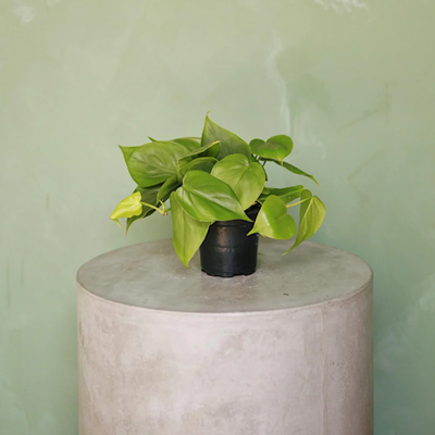 5&quot; Philodendron w/ Pot