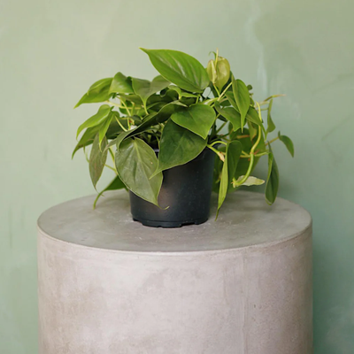 6&quot; Philodendron w/ Pot 