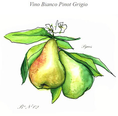 Visintini Pinot Grigio 2021