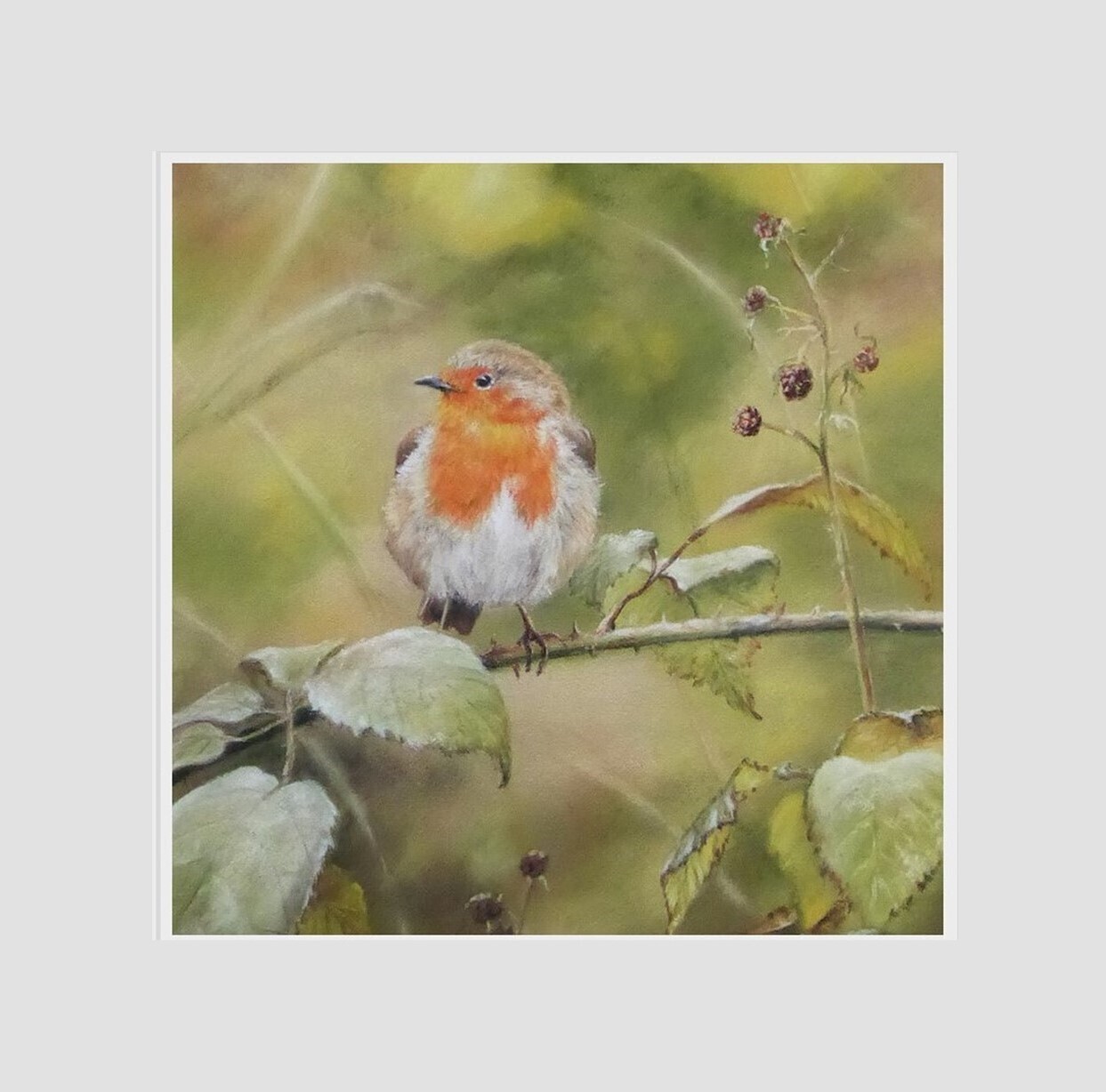 Robin (print)