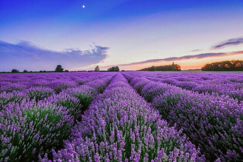 Lavender Wax Melt