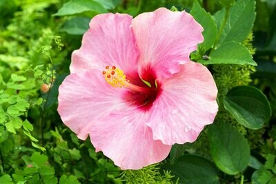 Hawaiian Hibiscus Jar Candle (Large)