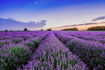 Lavender Jar Candle (Large)