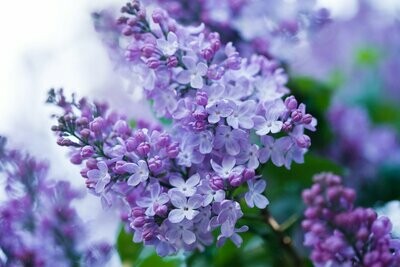 Garden Lilac Jar Candle (Large)