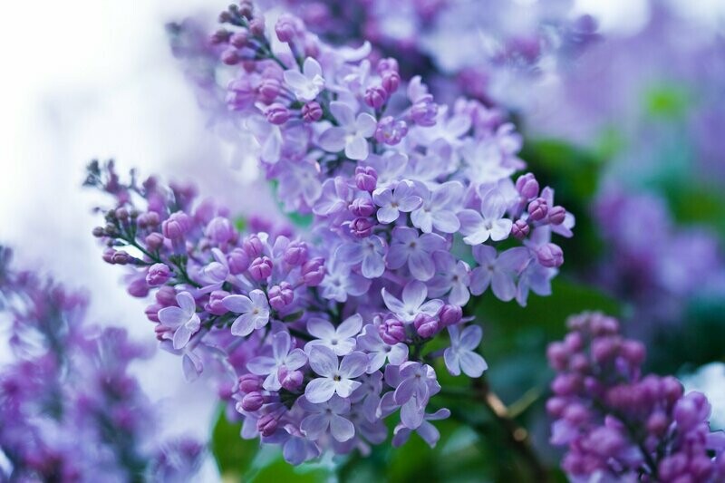 Garden Lilac Wax Melt
