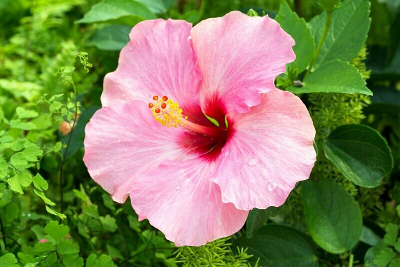 Hawaiian Hibiscus Jar Candle (Small)