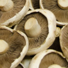 Flat Mushrooms 500g